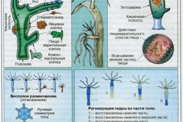 Почему не работает кракен