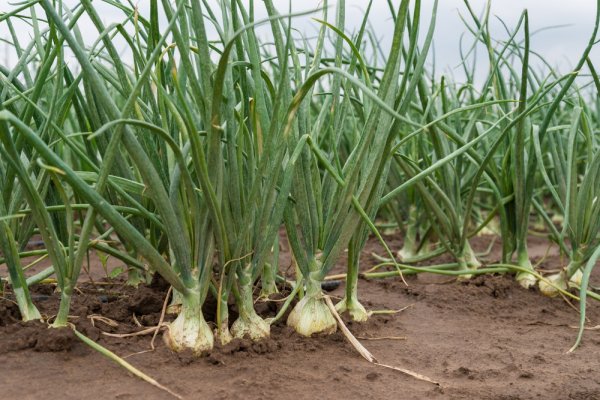 Кракен зеркало onion