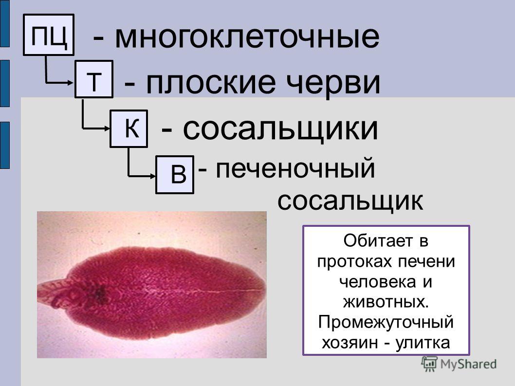 Сайты для даркнета