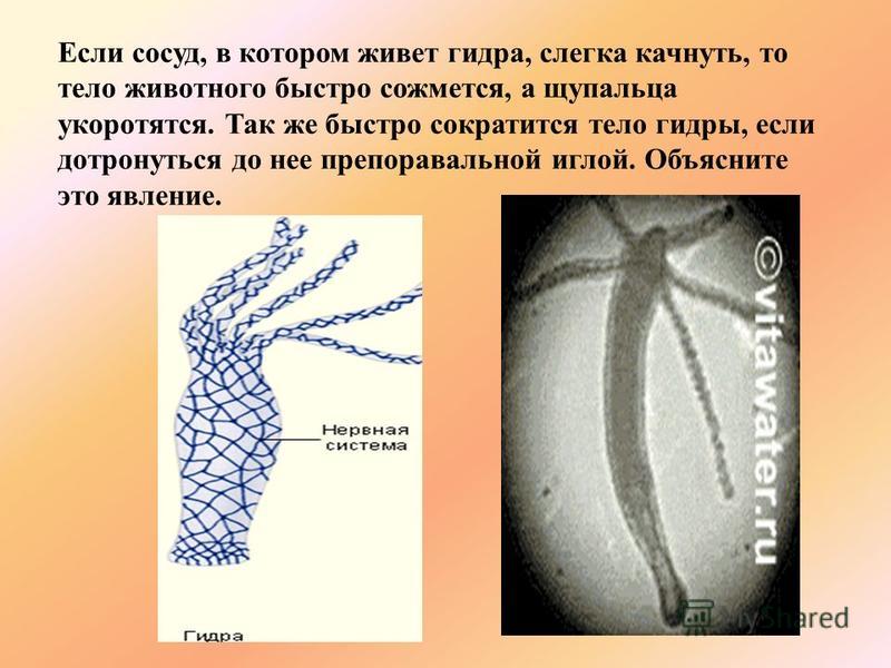 Кракен сайт официальный kraken clear com